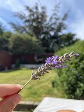 Close up lavender flower. Stock Photos