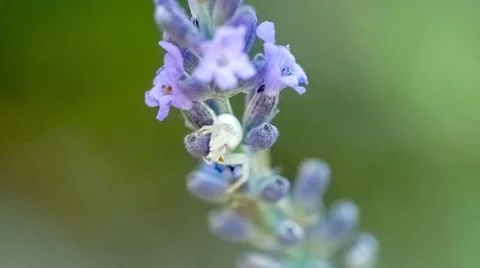 Close up of lavender flower stalk with small white crab spider, slow motion Stock Footage 68189843