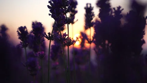 Close up Lavender flower on sunset. Selective focus on Bushes of lavender purple Stock Footage 144429125