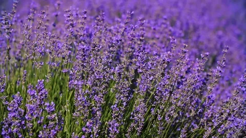 Close Up Lavender Flowers 4k Stock Footage 114563863