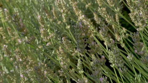 Close up of Lavender flowers in bloom. Vídeo Stock 136029740