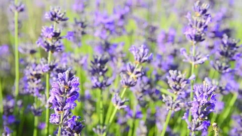 Close-up lavender flowers blooming in summer field 스톡 동영상 344049882