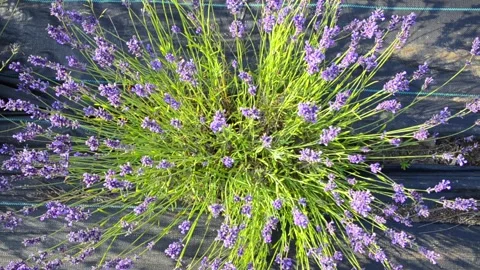Close-up lavender flowers blooming in summer field Stock Footage 344049885
