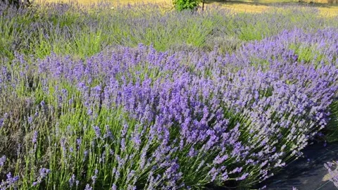 Close-up lavender flowers blooming in summer field Stock Footage 344049886