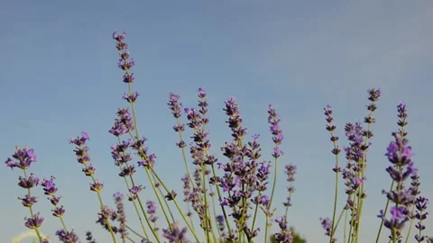 Close-up lavender flowers blooming in summer field Stock Footage 344049889