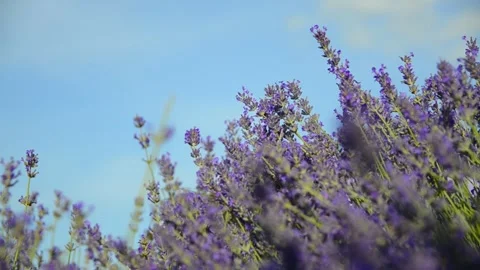 Close-up lavender flowers blooming in summer field Stock Footage 344049890