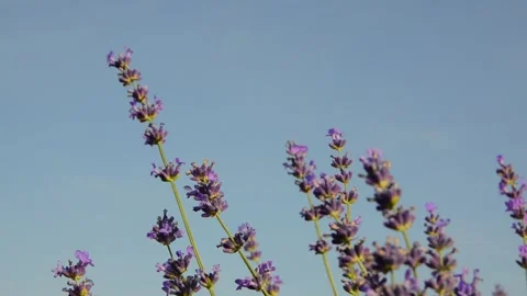 Close-up lavender flowers blooming in summer field Stock Footage 344049909