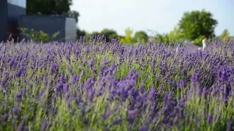 Close-up lavender flowers blooming in summer field Stock Footage 344049915