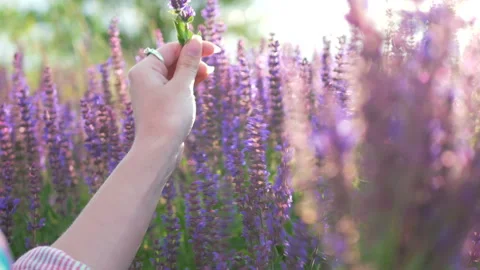 Close up of lavender flowers. Stock Footage 89043030