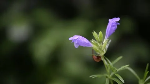 Close up of lavender flowers Видео 310079741