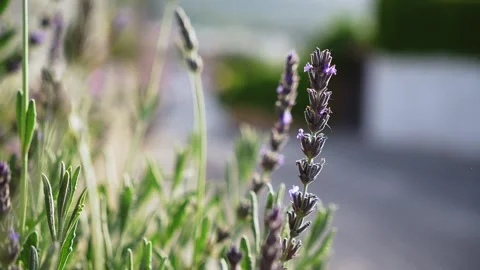 Close-up of lavender flowers in the foreground with blurred modern building back Stock Footage 310370318