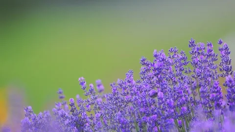 Close-up of lavender flowers in gentle motion, set against vibrant green nature Stock Footage 294701600