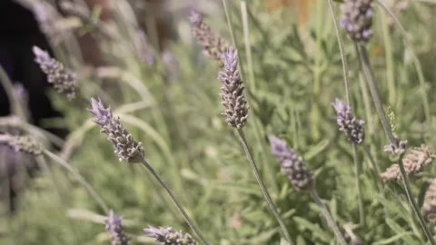 Close-up of lavender flowers moved by the wind Stock Footage 346491773