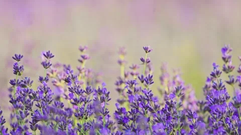 Close-up of lavender flowers moving gently in nature, shot in stunning 4K slow Stock Footage 295328962