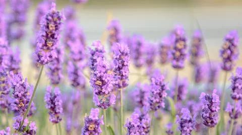 Close up of a lavender flowers Stock Photos