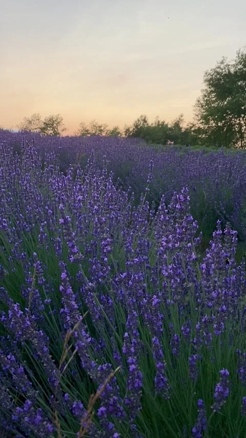 Close up of lavender flowers at sunset Stock Footage 278044154