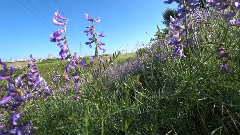 Close Up Lavender Flowers With Trees And Structures Behind Them. Stock Footage 109366734