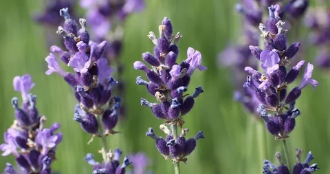Close Up of Lavender 스톡 동영상 92192203