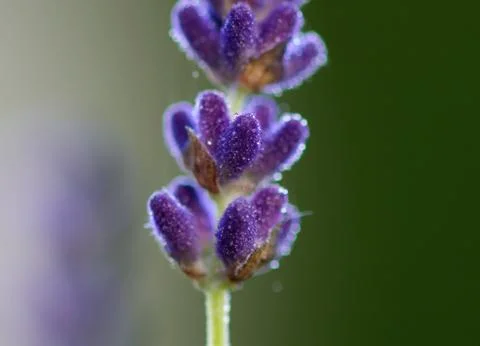 Close-up lavender Stock Photos