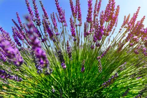 Close to the lavender plant Stock Photos