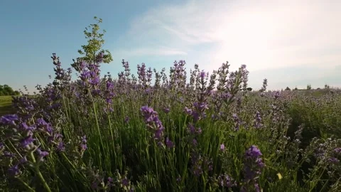 Close-up of lavender plants in bloom during summer Stock Footage 302351875