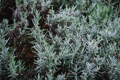 Close up on lavendula anfustifolia Stockfoto's