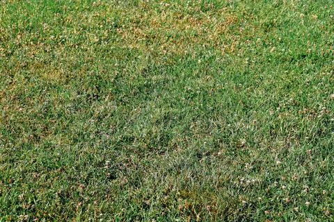 Close up of lawn Foto stock