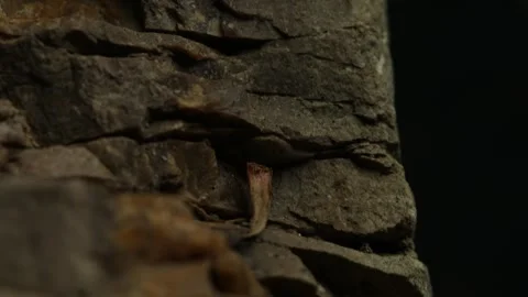 Close-up of layered brown stone with dark crevices Stock Footage 287875769