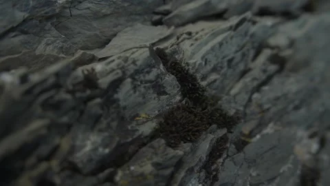 Close-Up of Layered Rocky Surface with Natural Moss Stock Footage 289640554