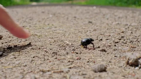 Close up of a laying bug on the ground. Vídeos de archivo 211640831