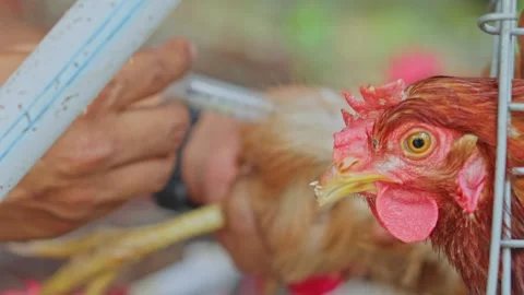 Close up of laying hen with background of chickens being vaccinated Stock Footage 347775857