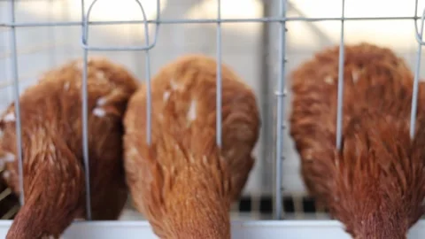 Close up of Laying Hens Inside Commercial Poultry Farm Cages ,front view Stock Footage 340961672