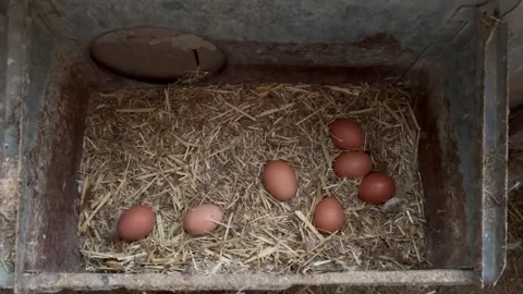 Close up of laying hens nesting and eating food 스톡 동영상 320856486