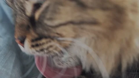 Close up of lazy fluffy cat washes his paw. Video stock 170667597