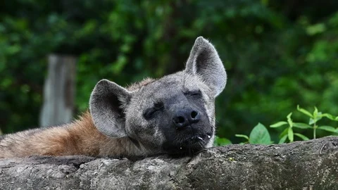 Close up of lazy hyena Stock Footage 118391712