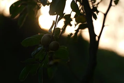 Close-up of leaf against the light Fotos de archivo