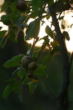 Close-up of leaf against the light Fotos de archivo