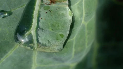 Close-up of a leaf and water drops on it background Stock Footage 156851651
