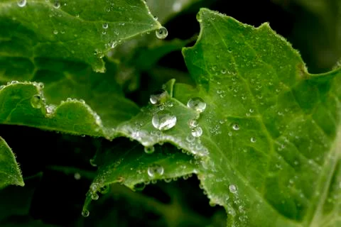 Close-up of a leaf and water drops 库存照片