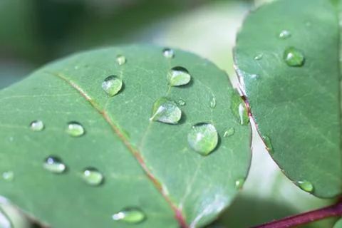 Close-up of a leaf and water drops on it background with reflection in water Stock Photos