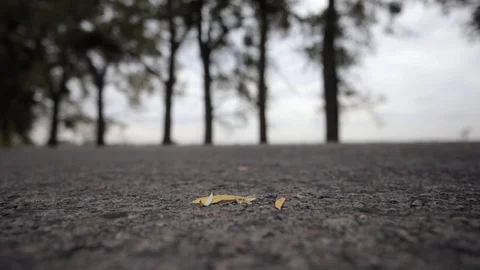 Close up of a leaf on asphalt Stock Footage 73004695