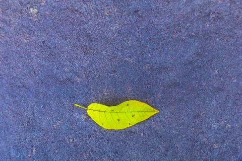 Close-up of Leaf on Asphalt Stock Photos