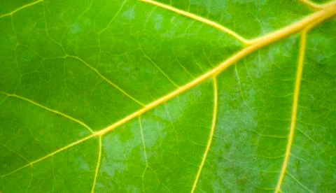 Close-up of leaf background and texture. Stock Photos