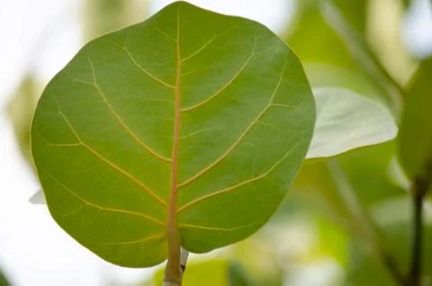 Close-up of leaf background and texture. Stock Photos