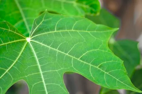 Close-up of leaf background and texture. Stock Photos