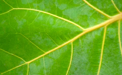 Close-up of leaf background and texture. Stock Photos