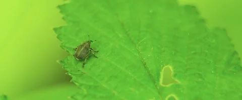 Close up of a Leaf beetle (Chrysomelidae) Stock Footage 251738464