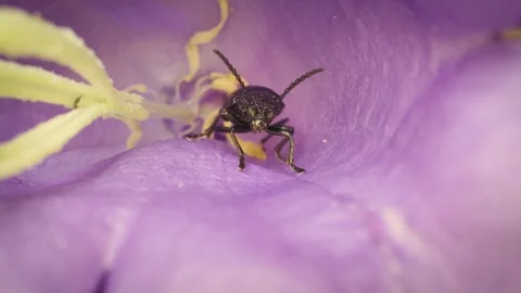 Close-up of a leaf beetle (Galeruca tanaceti) inside a flower. Stock Footage 319754094