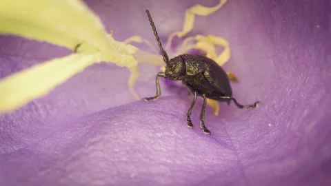 Close-up of a leaf beetle (Galeruca tanaceti) inside a flower. Stock Footage 319754112