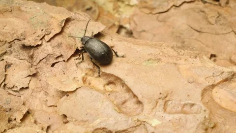 Close-up of a leaf beetle (Galeruca tanaceti) crawling. Stock Footage 319821367